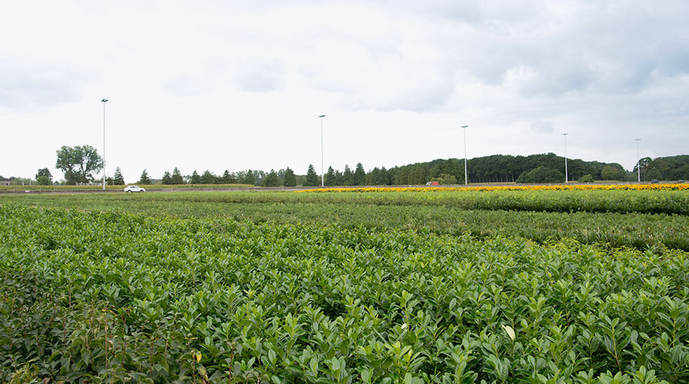 Notre secret ? Une culture durable et adaptée, ainsi que des techniques de pointe de déplantation, de tri, de conservation et de transport.